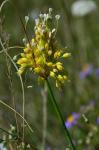 Gelber Lauch - Allium flavum
