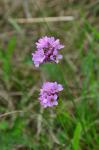 Langhüllige Grasnelke - Armeria maritima subsp. elongata