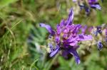 Esparsetten-Tragant - Astragalus onobrychis