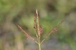 Bartgras - Bothriochloa ischaemum