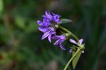 Bologneser Glockenblume - Campanula bononiensis