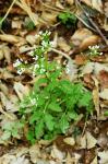 Bitteres Schaumkraut - Cardamine amara