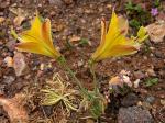 : - Alstroemeria kingii