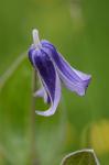 Ganzblätterige Waldrebe - Clematis integrifolia