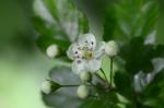Zweigriffeliger Weißdorn - Crataegus laevigata