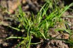 Schwarzbraunes Zypergras - Cyperus fuscus