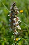 Wolliger Fingerhut - Digitalis lanata