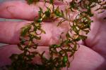 Schmalblättrige Wasserpest - Elodea nuttallii