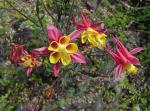 : - Aquilegia skinneri