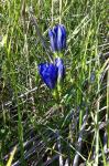 Lungen-Enzian - Gentiana pneumonanthe