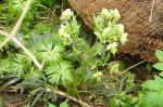Grüne Nieswurz - Helleborus viridis