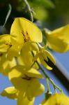 Gemeiner Goldregen - Laburnum anagyroides