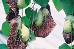 : - Aristolochia gigantea