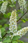Gewöhnliche Traubenkirsche - Prunus padus