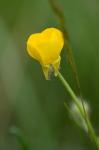 Knolliger Hahnenfuß - Ranunculus bulbosus