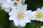 Kleinblütige Rose - Rosa micrantha