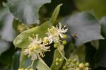 Winterlinde - Tilia cordata