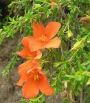 : - Balbisia miniata