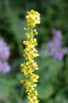 Chaix-Königskerze - Verbascum chaixii