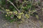 Gewürz-Sumach - Rhus aromatica