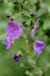 Violette Königskerze - Verbascum phoeniceum