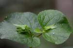 Wunder-Veilchen-Viola mirabilis