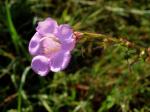: - Agalinis heterophylla