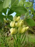 : - Baptisia bracteata var. leucophaea