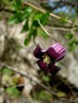 : - Clematis pitcheri