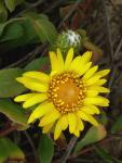 : - Grindelia hirsutula