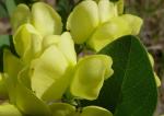 : - Baptisia bracteata