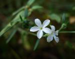 : - Heliotropium tenellum
