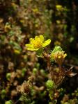 : - Deinandra minthornii