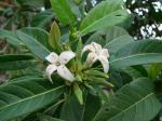 Wilde Guave - Alibertia edulis