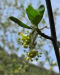 : - Cercocarpus betuloides