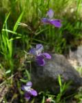 : - Collinsia sparsiflora