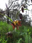 Sprenkel-Schachblume - Fritillaria affinis