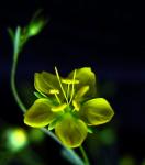 : - Hesperolinon bicarpellatum