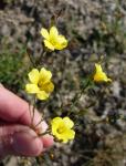 :-Linum rupestre