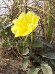 : - Oenothera drummondii