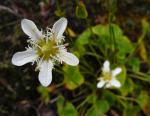 : - Parnassia fimbriata