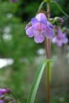 : - Penstemon tenuis