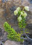 : - Phyllodoce glanduliflora
