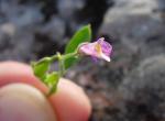 : - Polygala lindheimeri
