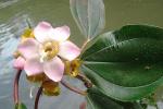 : - Blakea grandiflora