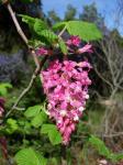 : - Ribes sanguineum var. glutinosum