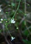 : - Samolus ebracteatus