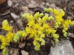 : - Sedum nuttallianum