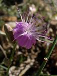 : - Stephanomeria cichoriacea