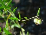 : - Tragia ramosa